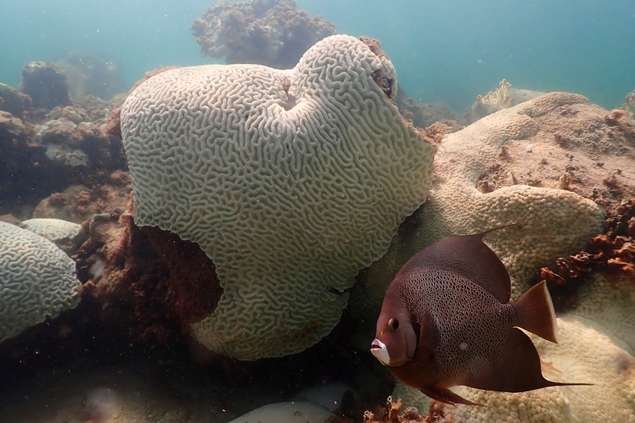 In this image provide by NOAA, a fish swims near coral showing signs of bleaching at Cheeca Rocks off the coast of Islamorada, Fla., on July 23, 2023. Scientists have seen devastating effects from prolonged hot water surrounding Florida — coral bleaching and some death. (Andrew Ibarra/NOAA via AP)