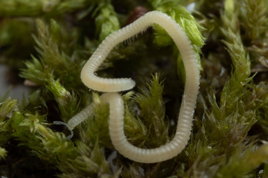 In this undated photo provided by Paul Marek is a Los Angeles Thread Millipede awaiting study at the Marek Lab of Virginia Tech's Department of Entomology in Blacksburg, Va. The tiny arthropod is a new species and was found just beneath the surface by graduate students at a hiking area in Southern California, near a freeway, a Starbucks and an Oakley sunglasses store before reaching Virginia Tech researchers. (Paul Marek via AP)