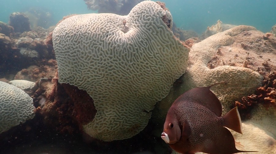 A fish swims near coral showing signs of bleaching.