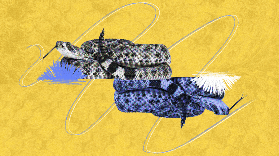 Photo illustration of two snakes, center, with one vertical in black and white and one upside down, in light blue and placed adjacent, slightly to the right. Blue and white penciled in grass on both snakes. Light yellow-gold textured background, with rattlesnake scales and light blue/white squiggles, center.