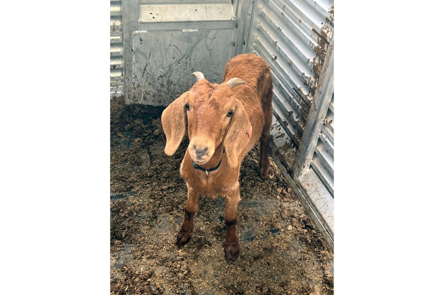 This photo provided by the Willacy County Livestock Show and Fair shows a rodeo goat named Willy, who was captured on Monday, July 31, 2023, after having gone missing on July 15, in a rural South Texas county. Residents in Willacy County had searched for the goat on horses, ATVs and by drone.Willy was found by 16-year-old Ricardo Rojas III and family friend Sammy Ambriz after they spotted her in a wooded area near Rojas' home. (Willacy County Livestock Show and Fair via AP)