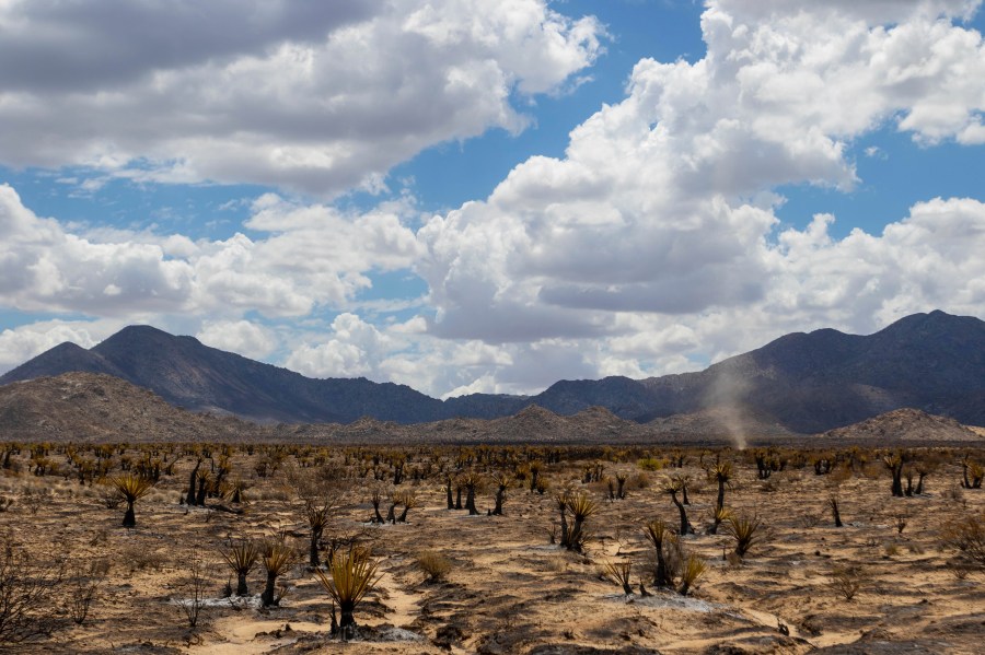 Burned landscape from the York Fire in the Mojave National Preserve on Tuesday, Aug. 1, 2023, in Nipton, Calif. A brief but heavy downpour helped firefighters battling a massive blaze in California and Nevada, but meteorologists warned of the potential for sudden and erratic wind shifts that could endanger crews. (AP Photo/Ty O'Neil)