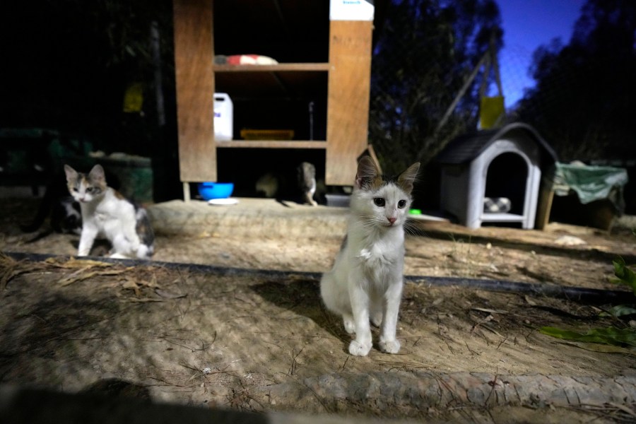 FILE - Cats sit in a shelter at the main linear park, in the capital Nicosia, Cyprus, on July 19, 2023. Cyprus’ veterinarians association on Friday Aug. 4, 2023 lauded a government decision to allow its stock of human coronavirus medication to be used on cats to fight a local mutation of a feline virus that has killed thousands of animals on the Mediterranean island. (AP Photo/Petros Karadjias, File)