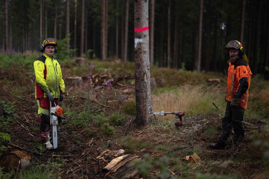 Employees cut a tree infested with bark beetles in a forest of Lower-Saxony state forests at the Harz mountains near Clausthal-Zellerfeld, Germany, Thursday, July 27, 2023. The tiny insects have been causing outsized devastation to the forests in recent years, with officials grappling to get the pests under control before the spruce population is entirely decimated. (AP Photo/Matthias Schrader)