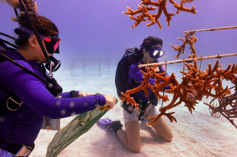 Grad student Berfin Sagir, left, and Research associate Catherine Lachnit collect coral fragments to be transplanted, Friday, Aug. 4, 2023, near Key Biscayne, Fla. Scientists from the University of Miami Rosenstiel School of Marine, Atmospheric, and Earth Science established a new restoration research site there to identify and better understand the heat tolerance of certain coral species and genotypes during bleaching events. (AP Photo/Wilfredo Lee)