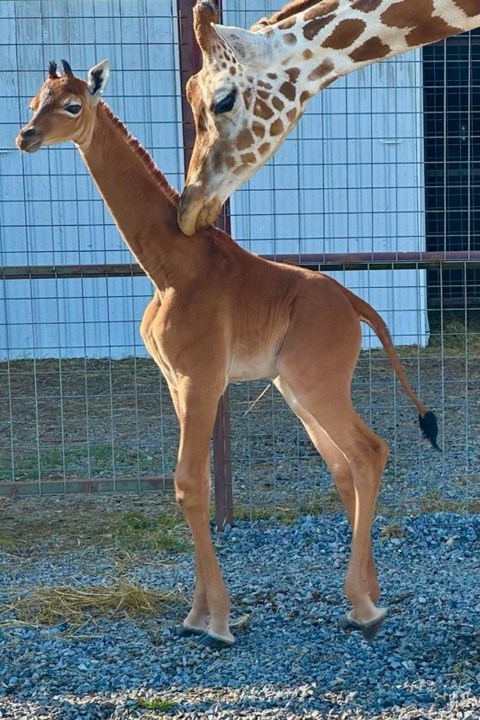 This undated photo provided by Brights Zoo in Limestone, Tenn., shows a plain brown female reticulated giraffe that was born on July 31, 2023, at the family-owned zoo. David Bright, one of the zoo's owners, said the animal is a rarity: Research found another giraffe that was born without a pattern in Tokyo in 1972 and two others before that. The spots serve as camouflage for giraffes in the wild. (Tony Bright/Brights Zoo via AP)