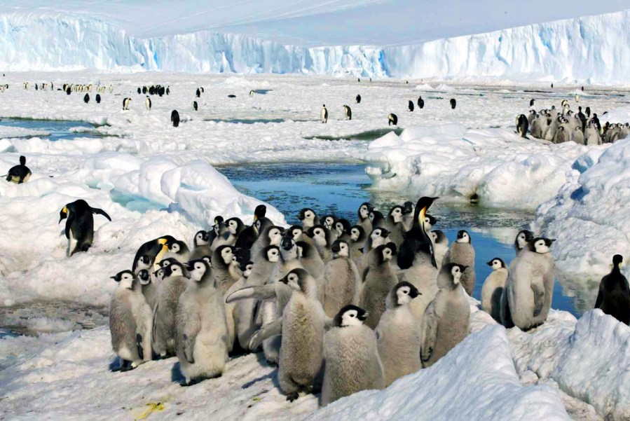 FILE - Emperor penguin chicks stand together in Antarctica on Dec. 21, 2005. The loss of ice in a region near Antarctica’s Bellingshausen Sea in 2022 likely resulted in none of the emperor penguin chicks surviving in four colonies in that area, researchers reported Thursday, Aug. 24, 2023, in Nature Communications Earth and Environment. (Zhang Zongtang/Xinhua via AP, File)