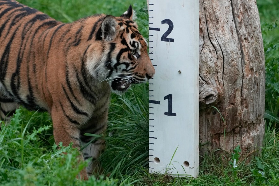 A Sumatran tiger investigates a measuring stick during London Zoo's Annual Weigh In, in London, Thursday, Aug. 24, 2023. The Annual Weigh In is a chance for keepers at the conservation zoo to make sure the information they've recorded is up-to-date and accurate, with each measurement then added to the Zoological Information Management System (ZIMS), a database shared with zoos all over the world that helps zookeepers to compare important information on thousands of threatened species. (AP Photo/Kirsty Wigglesworth)