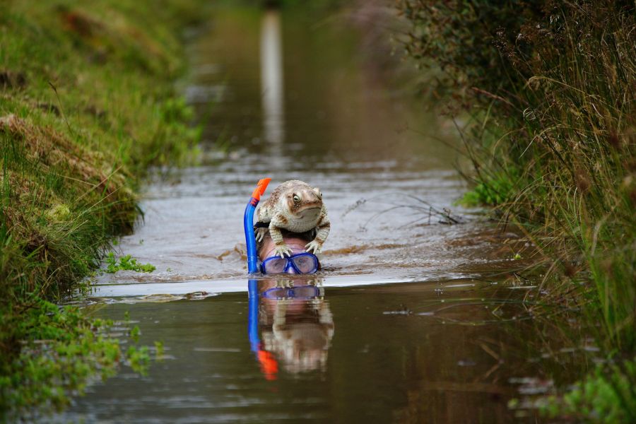 Competitors take part in the Rude Health World Bog Snorkelling Championships at Waen Rhydd peat bog in Llanwrtyd Wells, Wales, Sunday, Aug, 27, 2023. Bog snorkelling is a sporting event where competitors aim to complete two consecutive lengths of a 60 yards water-filled trench cut through a peat bog in the shortest time possible, wearing traditional snorkel, diving mask and flippers. (Ben Birchall/PA via AP)