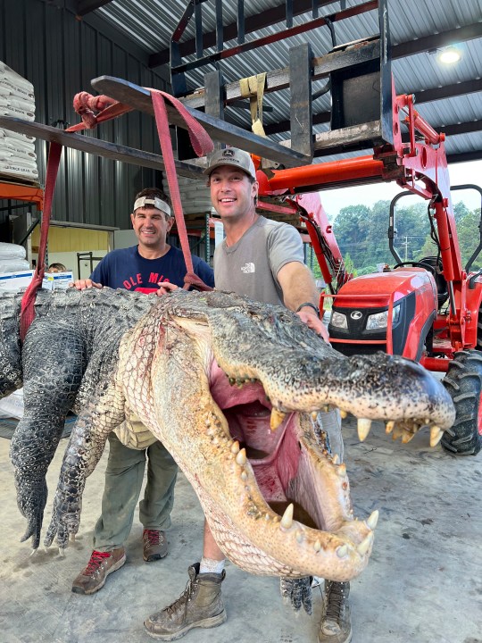 This photo provided by Red Antler Processing shows alligator sport hunters Donald Woods, left, and Will Thomas as they hoist, with the help of a forklift, the longest alligator officially harvested in Mississippi, Saturday, Aug. 26, 2023, at Red Antler Processing in Yazoo City, Miss. The male alligator weighed 802.5 pounds and measured 14 feet, 3 inches long, and its length broke the state record as the longest alligator ever caught, according to the Mississippi Department of Wildlife, Fisheries and Parks. (Shane Smith/Red Antler Processing via AP)