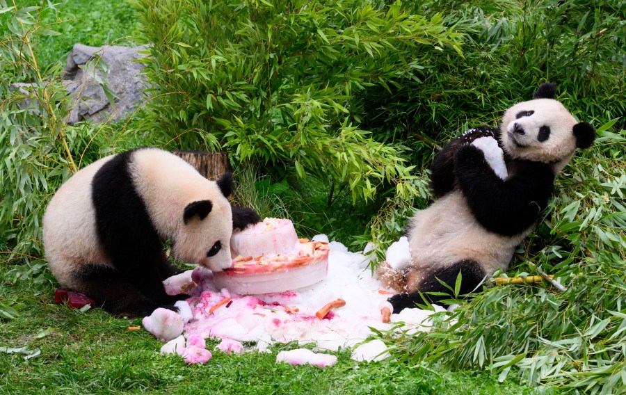 Pandas Pit and Paule eat a cake made of ice cream, vegetables and fruits to celebrate their fourth birthday, at the Berlin Zoo in Berlin, Thursday Aug, 31, 2023. The panda twins Pit and Paule were born as the first panda offspring in Germany on Aug. 31, 2019, at the Berlin Zoo. (Bernd von Jutrczenka/dpa via AP)