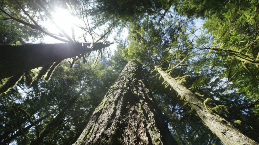 FILE - Old growth Douglas fir trees stand along the Salmon river Trail on the Mt. Hood National Forest outside Zigzag, Ore. A federal judge has found that a Trump-era rule change that allowed for the logging of old-growth forests in the Pacific Northwest violates several laws. U.S. Magistrate Judge Andrew Hallman on Thursday, Aug. 31, 2023 found that the U.S. Forest Service violated the National Environmental Policy Act, the National Forest Management Act, and the Endangered Species Act when it amended a protection that had been in place since 1994. (AP Photo/Rick Bowmer, File)