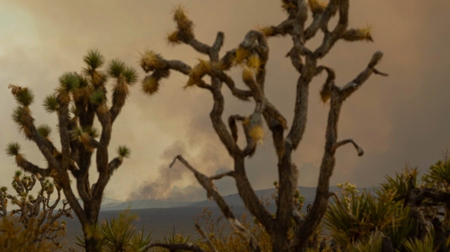 The York Fire is seen through Joshua trees on Sunday, July 30, 2023, in the Mojave National Preserve, Calif. Crews battled “fire whirls” in California’s Mojave National Preserve this weekend as a massive wildfire crossed into Nevada amid dangerously high temperatures and raging winds.