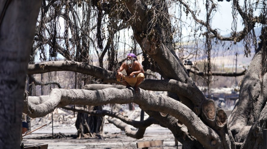 A man sits on the Lahaina historic banyan tree damaged by a wildfire on Friday, Aug. 11, 2023, in Lahaina, Hawaii.