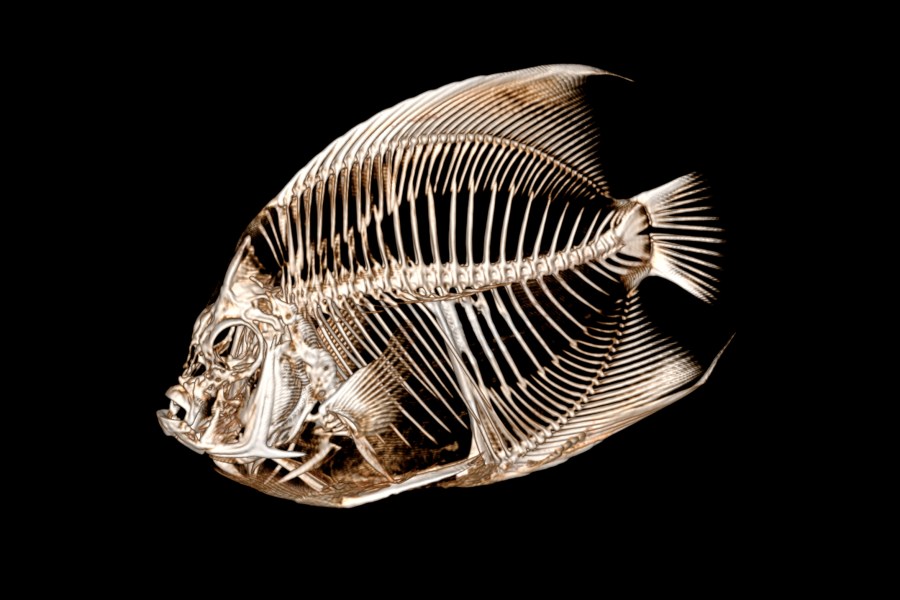 This image provided by the Denver Zoo on Monday, Sept. 4, 2023, shows a CT scan of a French angelfish. A zoo worker noticed the blue and yellow fish was swimming with a tilt. The seven-inch fish was sedated, balanced on a sponge and had water poured over its gills to keep it alive as the CT scan took place. Inflamed intestines were causing increased internal gas affecting the fish’s buoyancy. Zoo spokesperson Jake Kubie said Sunday, Sept. 3, that the fish was treated with antibiotics and is again swimming upright. (Denver Zoo via AP)