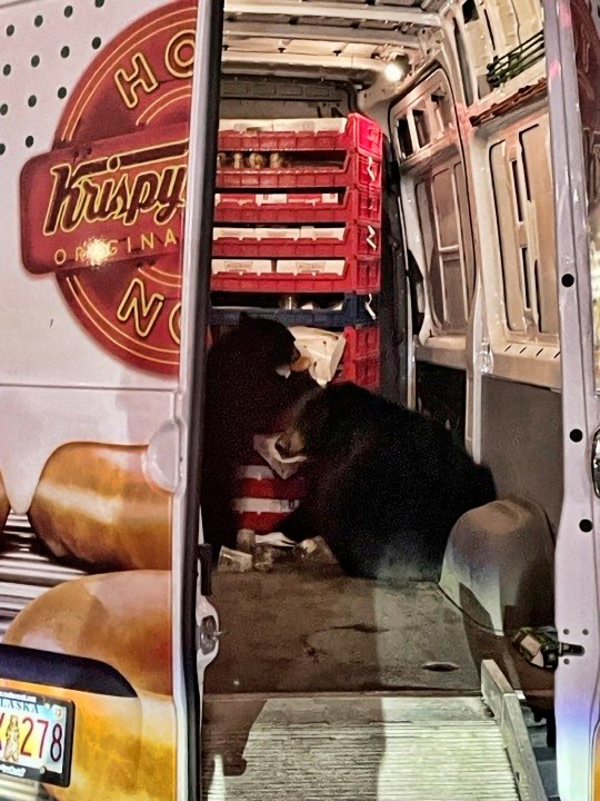 This Tuesday, Sept. 12, 2023 photo provided by Shelly Deano shows two bears getting into a donut truck in Anchorage. Alaska. The bears on an Alaska military base raided the Krispy Kreme doughnut van that was stopped outside a convenience store during its delivery route. The driver usually left his doors open when he stopped at the store but this time a sow and one of her cubs that loiter nearby sauntered inside, where they stayed for probably 20 minutes Tuesday morning, said Shelly Deano, the store manager for Joint Base Elmendorf-Richardson JMM Express. (Shelly Deano via AP)