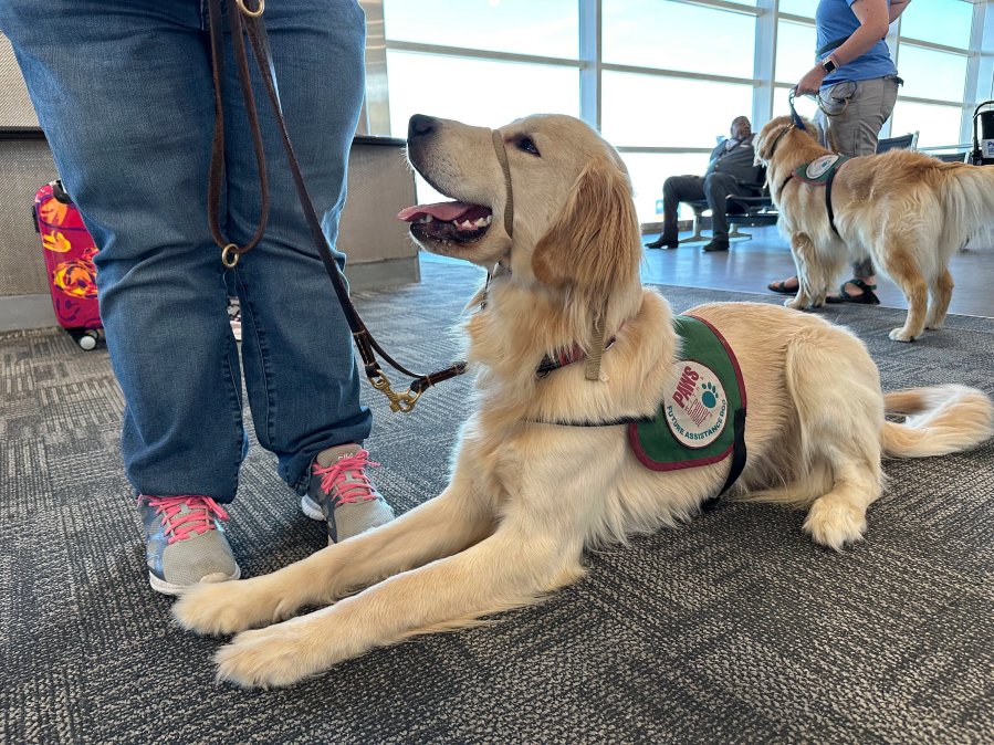 A puppy sits on the floor at a gate during a training exercise held at Detroit Metropolitan Airport Tuesday, Sept. 19, 2023, in Romulus, Mich. Five dogs and their trainers visited the airport as part of an effort to acclimate the pups to one of the many settings they may experience later in life when they become assistance dogs for people with disabilities. (AP Photo/Mike Householder)