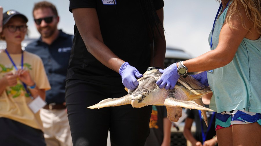 Tally, a Kemp's ridley sea turtle, is carried so people can view it before it is released into the ocean