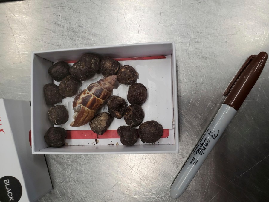 This undated photo provided by U.S. Customs and Border Protection shows a small box of giraffe feces that was confiscated from a passenger arriving from Kenya at Minneapolis-St. Paul International Airport, Sept. 29, 2023. The passenger, who was not identified, told officials she planned to use the waste to make a necklace, as she had done in the past with moose poop. (U.S. Customs and Border Protection via AP)