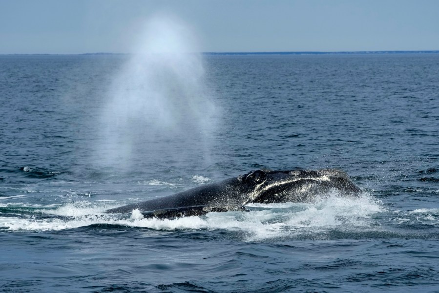 FILE - A North Atlantic right whale surfaces on Cape Cod Bay, in Massachusetts, on March 27, 2023. The loss of dissolved oxygen and changes to ocean chemistry due to warming waters threatened whale and other marine mammals according to a new study.(AP Photo/Robert F. Bukaty, File, NOAA permit # 21371)