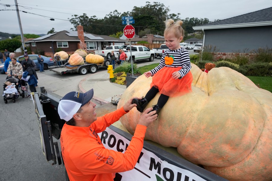 Travis Gienger of Anoka, Minn., lifts his two-year-old daughter Lily off his pumpkin called "Michael Jordan" before it was weighed at the Safeway 50th annual World Championship Pumpkin Weigh-Off in Half Moon Bay, Calif., Monday, Oct. 9, 2023. A pumpkin grown by Gienger won the event in 2022. (AP Photo/Eric Risberg)