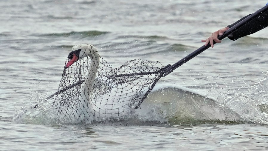 Steve Platt catches a swan with a net for medical examinations during the 43rd annual swan roundup on Lake Morton Tuesday, Oct. 10, 2023, in Lakeland, Fla. The late Queen Elizabeth II of England gifted the original pair of swans to the city back in 1957. (AP Photo/Chris O'Meara)