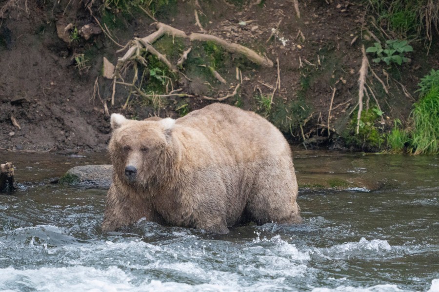 In this photo provided by the National Park Service is Grazer, the winner of the 2023 Fat Bear Contest, at Katmai National Park, Alaska on Sept. 14, 2023. The park holds an annual contest in which people logging on to live webcams in park pick the fattest bear of the year. Grazer had 108,321 votes to handily beat Chunk, who has 23,134 votes, in the Oct. 10, 2023, finals. (F. Jimenez/National Park Service via AP)