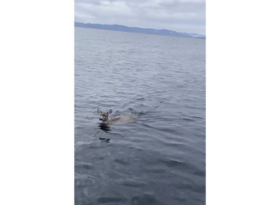 In this image taken from video provided by Alaska Wildlife Troopers is one of two deers struggling in the waters of southeast Alaska's famed Inside Passage, on Oct. 10, 2023, near Ketchikan, Alaska. Sgt. Mark Finses and trooper Kyle Fuege were returning from a patrol on a boat in nearby Ernest Sound to Ketchikan when they spotted the deer. The troopers helped the deer aboard, boated to a nearby island, and helped the deer off where they then trotted off into the woods. (Sgt. Mark Finses/Alaska Wildlife Troopers via AP)