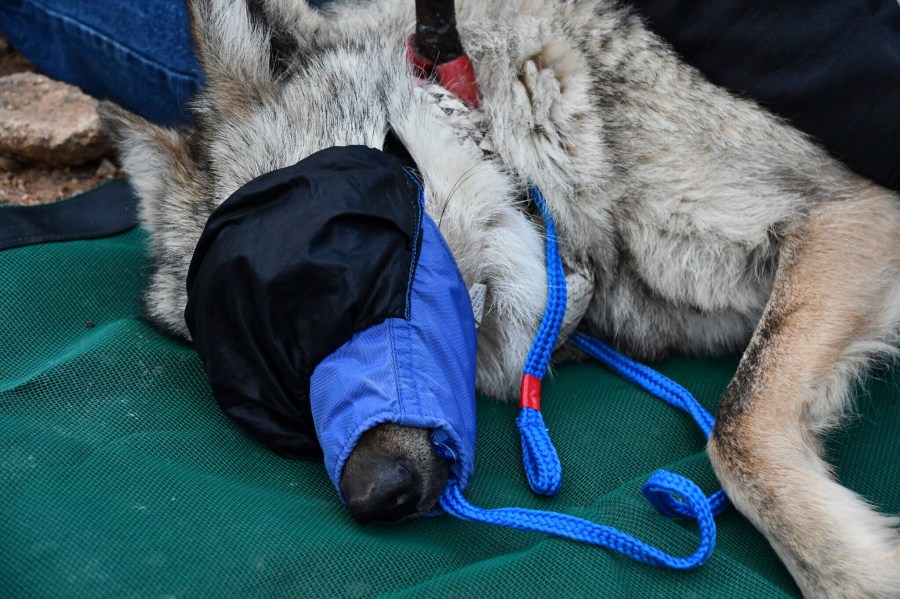 This June 7, 2023, image provided by the U.S. Fish and Wildlife Service shows the female Mexican gray wolf F2754 during a health check before being released into the wild in southeastern Arizona. Federal biologists confirmed, Thursday, Nov. 2, 2023, that the wolf has traveled beyond the boundaries of the Mexican gray wolf recovery area for the second time and has been located west of Jemez Springs, New Mexico. (Aislinn Maestas/U.S. Fish and Wildlife Service via AP)