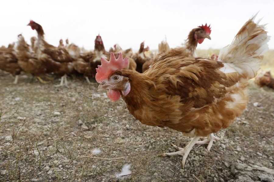 Brown chickens are seen in a rocky pasture.