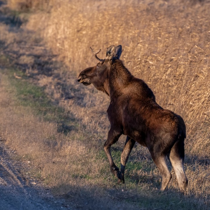 In this photo provided by Bernie Stang, a moose, named Rutt, or Bullwinkle by admirers, roams through Meeker County, Minn., Oct. 29, 2023. (Bernie Stang via AP)