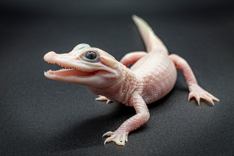 This photo provided by Gatorland shows a white-skinned, leucistic alligator. There are only seven leucistic alligators in the world with three of them located at Gatorland Orlando, according to officials with the reptile park located in central Florida, who announced the birth on Thursday, Dec. 7, 2023. (Ken Guzzetti/Gatorland via AP)