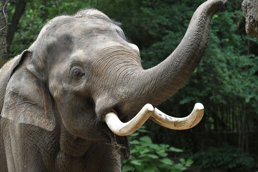 This undated photo shows Raja, the highly popular Asian elephant at the St. Louis Zoo in St. Louis, Mo. The elephant has lived at the zoo since his birth in 1992 and is being moved for breeding purposes to the Columbus Zoo and Aquarium in Ohio. (Louis Zoo via AP)