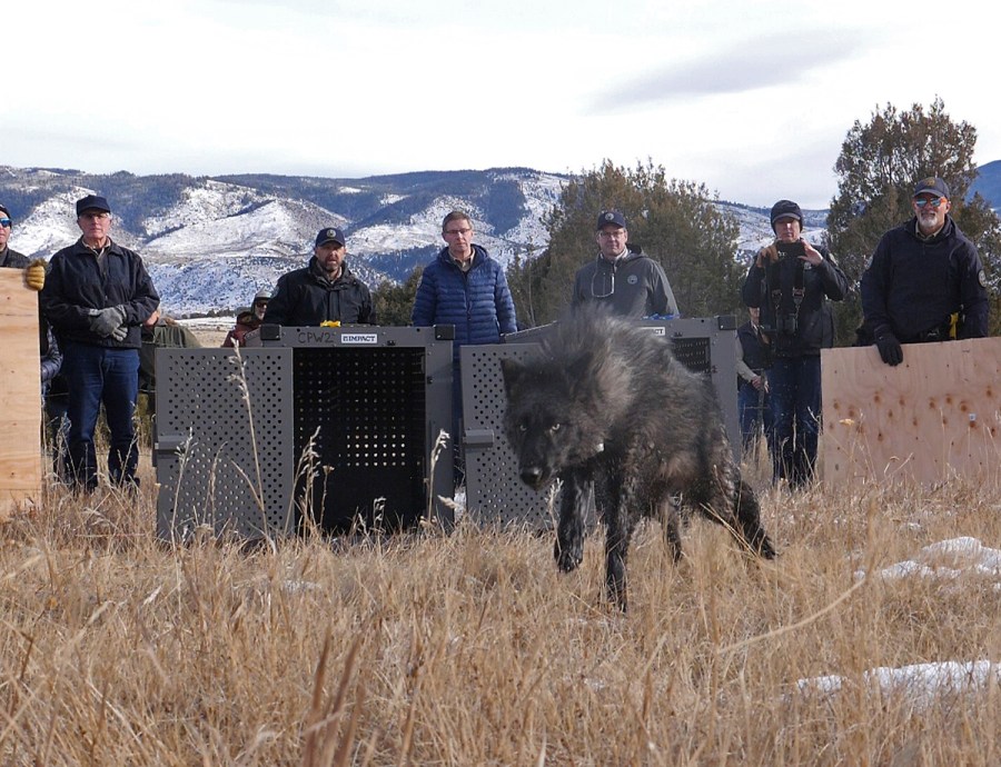 In this photo provided by Colorado Parks and Wildlife, wildlife officials release five gray wolves onto public land in Grand County, Colo., Monday, Dec. 18, 2023. The wolves were released to kick off a voter-approved reintroduction program that was embraced in the state's mostly Democratic urban corridor but staunchly opposed in conservative rural areas where ranchers worry about attacks on livestock. (Colorado Natural Resources via AP)