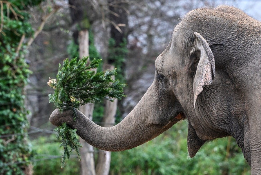 An Asian elephant plays with a Christmas tree during the annual Christmas tree feeding at Berlin Zoo, in Berlin, Thursday Jan. 4, 2024. There's something different on the menu for the elephants and some of their fellow residents at the Berlin Zoo: Christmas trees. The treats were unwrapped at the zoo on Thursday in what has become an annual event. (Jens Kalaene/dpa via AP)