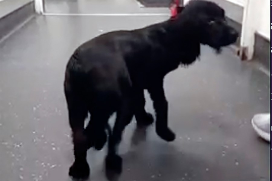 In this image made from video provided by Vicki Black, Ariel is seen with six legs before surgery, in Bristol, England, Wednesday, Jan. 17, 2024. A spaniel with six legs that was found abandoned in a supermarket parking lot is now like other dogs after having her extra limbs surgically removed. Vicki Black, director of the Langford Vets Small Animal Referral Hospital says the hospital had never seen a six-legged dog and had never performed that type of surgery. (Vicki Black via AP)