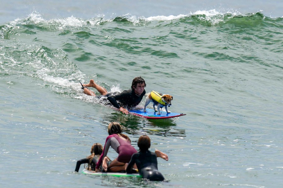 Mauro Canella and his dog Efruz surf in San Bartolo, Peru, Thursday, Jan. 25, 2024. (AP Photo/Martin Mejia)