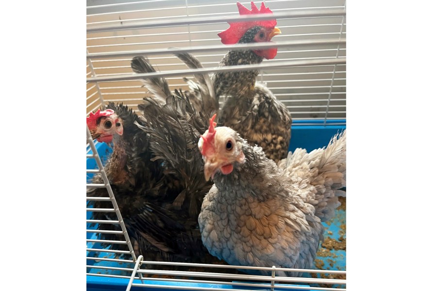 This photo provided by Humane Long Island, shows some of the birds rescued in North Bellmore, N.Y., Thursday, Jan. 25, 2024. The birds were among 100 animals, some rare and exotic, including a South American Ostrich, that were confiscated from a home on New York's Long Island. (Humane Long Island via AP)