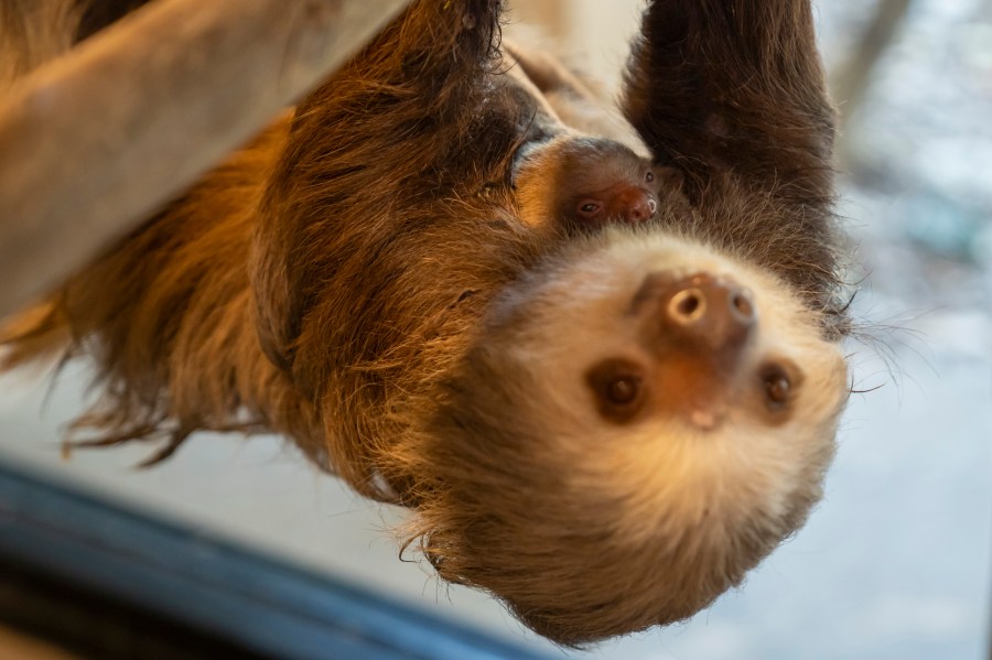 A baby sloth is seen with its mother at the Palm Beach Zoo Conservation Society, Tuesday, Jan. 30, 2024 in West Palm Beach, Fla. Zookeepers have been monitoring the baby sloth and its mother, Wilbur, since witnessing the birth early in the morning of Jan. 23. (Palm Beach Zoo via AP)