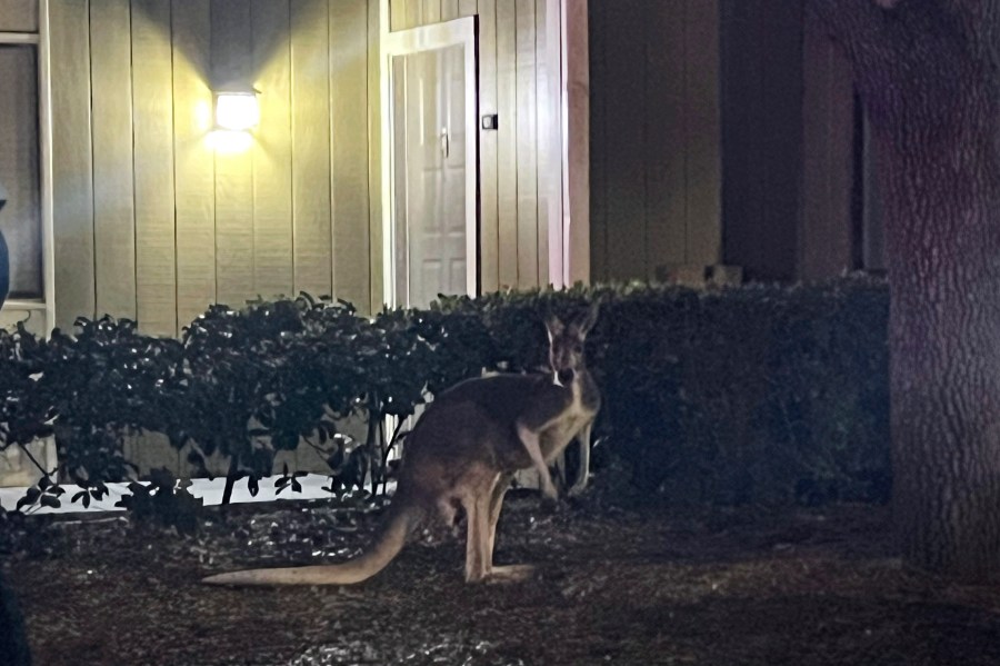 In this image provided by the Hillsborough County, Fla., Sheriff's Office, a kangaroo is loose at a an apartment complex Thursday, Feb. 8, 2024, in Tampa, Fla. The wayward kangaroo was corralled safely by sheriff's deputies and reunited with its owner after checking for proper registration. (Hillsborough County Sheriff's Office via AP)