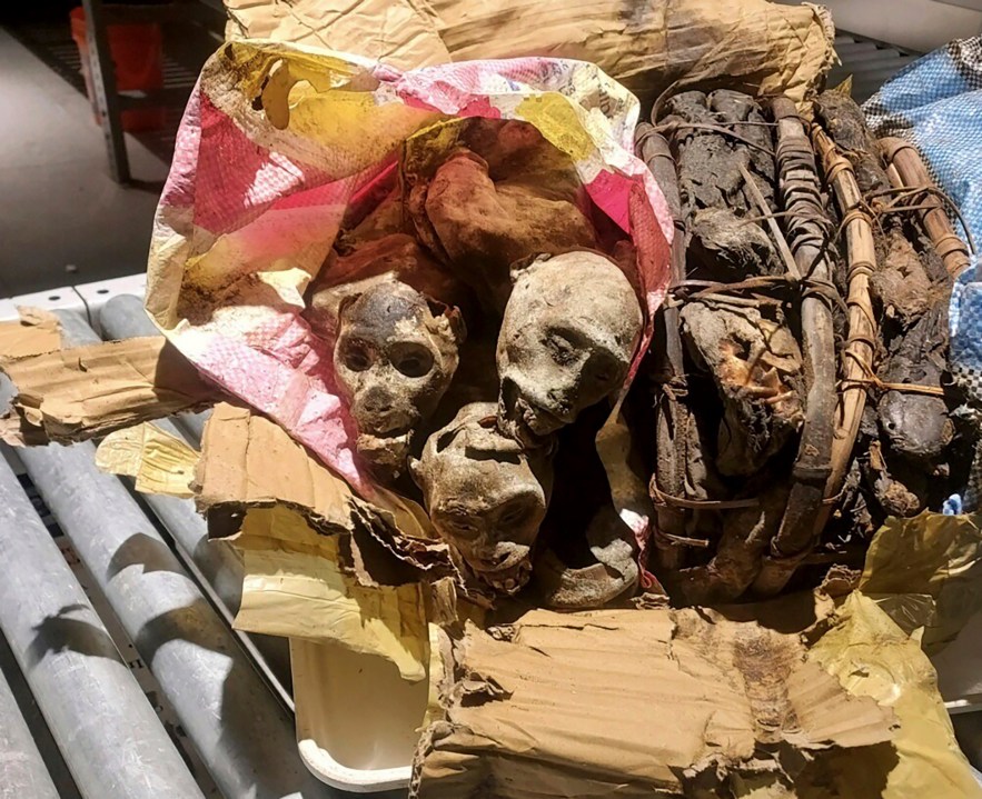 EDS NOTE: GRAPHIC CONTENT - This undated photo shows the mummified remains of four monkeys discovered and seized from luggage from a traveler who'd been to the Democratic Republic of Congo before arriving at Boston Logan Airport. (Customs and Border Protection via AP)