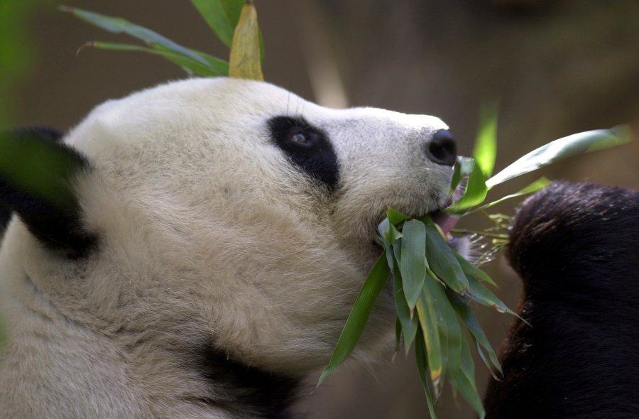 FILE - Bai Yun, the mother of newly named panda cub, Mei Sheng, gets a mouthful of bamboo during the cub's first day on display at the San Diego Zoo on Dec. 17, 2003. China is working on sending a new pair of giant pandas to the San Diego Zoo, renewing its longstanding gesture of friendship toward the United States after nearly all the iconic bears in the U.S. were returned to the Asian country in recent years amid rocky relations between the two nations. San Diego sent back its last pandas to China in 2019. (AP Photo/Lenny Ignelzi,File)