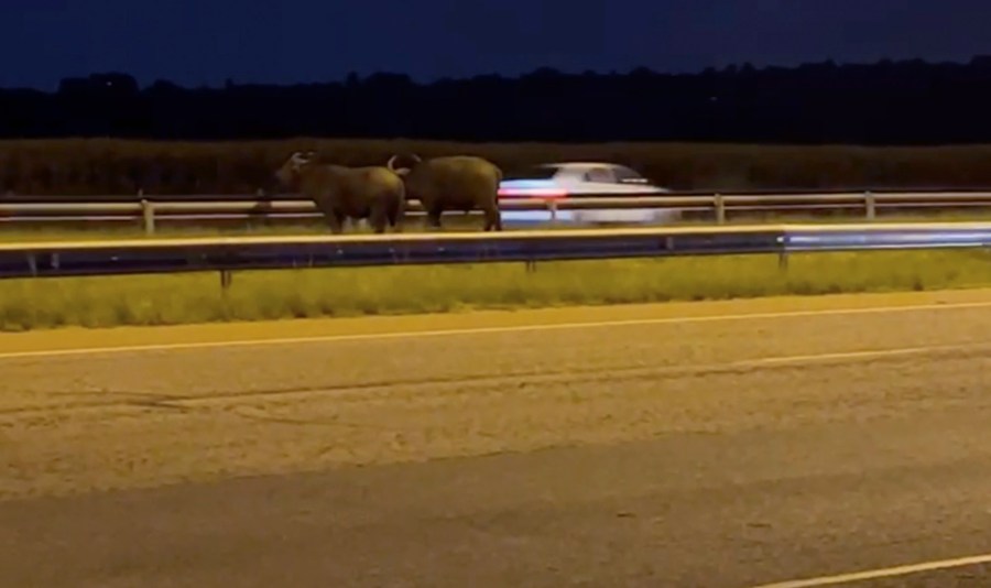 In this grab taken from video provided by Crystal Park Community Police Forum, two buffaloes walk on the R21 highway in Johannesburg, South Africa, Saturday, March 2, 2024. Two buffaloes were spotted walking down the middle of a major highway Saturday on the outskirts of the country's biggest city, Johannesburg. Some startled motorists took pictures and videos on their phones. A search team has now located the buffaloes and is preparing to capture and relocate them to a game farm. (Crystal Park Community Police Forum via AP)