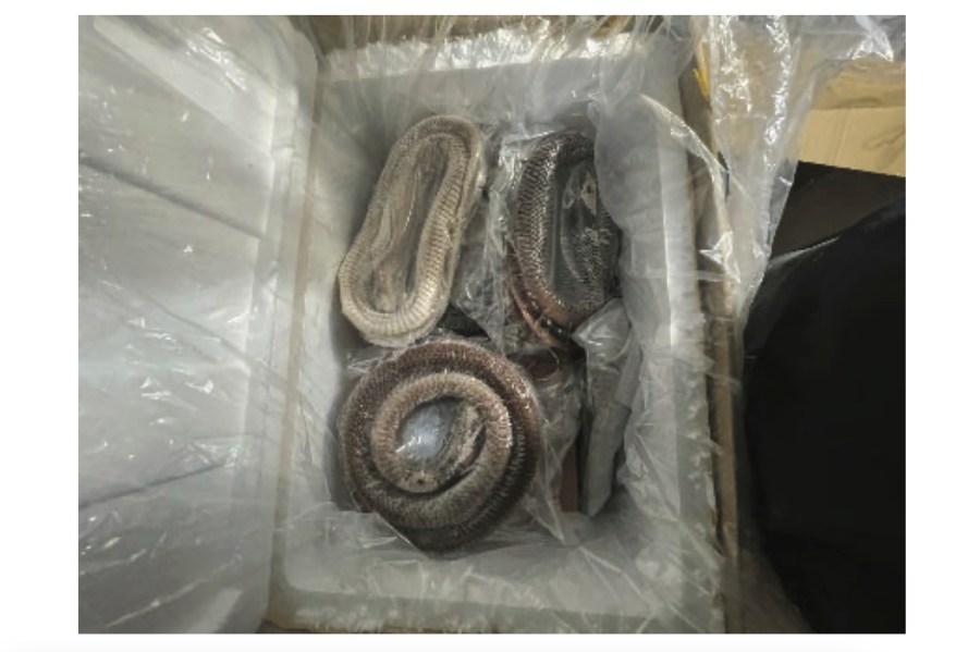 This November 2022 photo provided by the United States Attorney's office, shows packaged snake meat that was found in an illegal shipment in New York of duck and goose intestines from China. Six people were arrested in New York on Tuesday, March 5, 2024 on charges of illegally importing goose and duck intestines from China, in some cases by hiding them under packaged rattlesnakes or mislabeling them as pet grooming products on customs forms, federal officials announced.(US Attorney's Office, EDNY via AP)