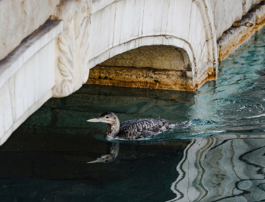 A yellow-billed loon swims in Lake Bellagio on the Strip in Las Vegas, Tuesday, March 5, 2024. The Bellagio said in a social media post Tuesday that it paused its fountains as it worked with state wildlife officials to rescue a yellow-billed loon who “found comfort on Las Vegas’ own Lake Bellagio.” (Rachel Aston/Las Vegas Review-Journal via AP)