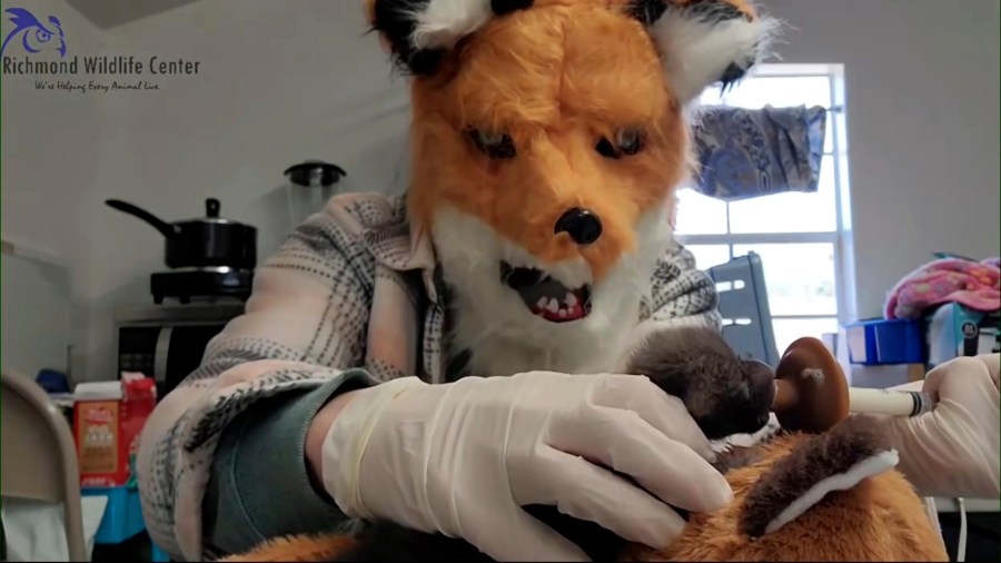 In this image taken from a video provided by the Richmond Wildlife Center, executive director and founder Melissa Stanley wears a fox mask as she feeds an orphaned red fox kit, March 10, 2024, in Richmond, Ca.. Stanley said the mask creates a visual barrier to prevent animals from imprinting on humans. (Richmond Wildlife Center via AP)