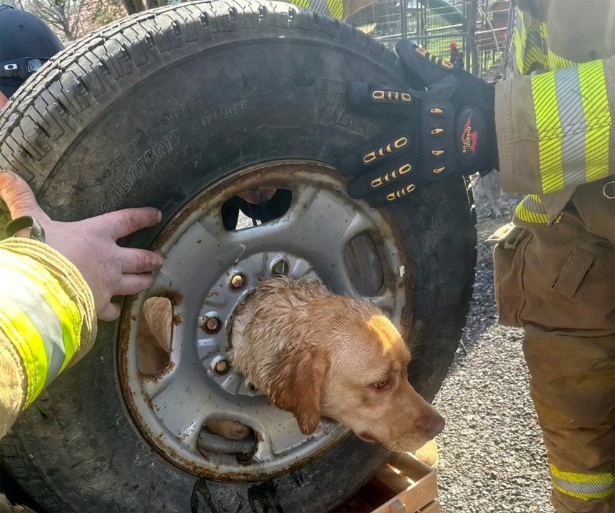 In this photo provided by the Franklinville Volunteer Fire Company, firefighters attempt to get Daisy the dog unstuck from a tire, in Franklinville, N.J., March 21, 2024. (Courtesy of Franklinville Volunteer Fire Company via AP)