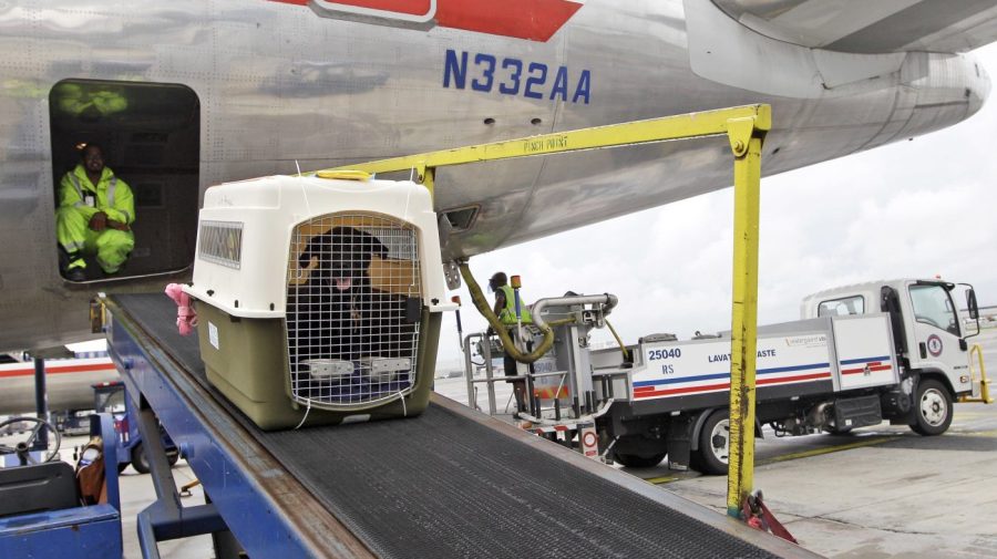 FILE - An American Airlines grounds crew unloads a dog from the cargo area of an arriving flight, Aug. 1, 2012, at John F. Kennedy International Airport in New York. American Airlines is relaxing part of its pet policy to let owners bring their companion and a full-size carry-on bag into the cabin. (AP Photo/Mary Altaffer, File)