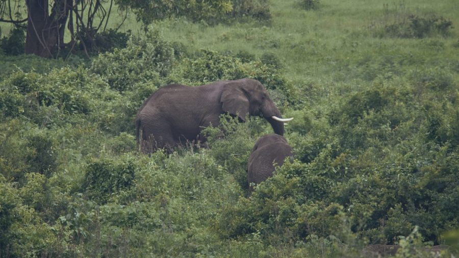 Two elephants wander in Serengeti National Park