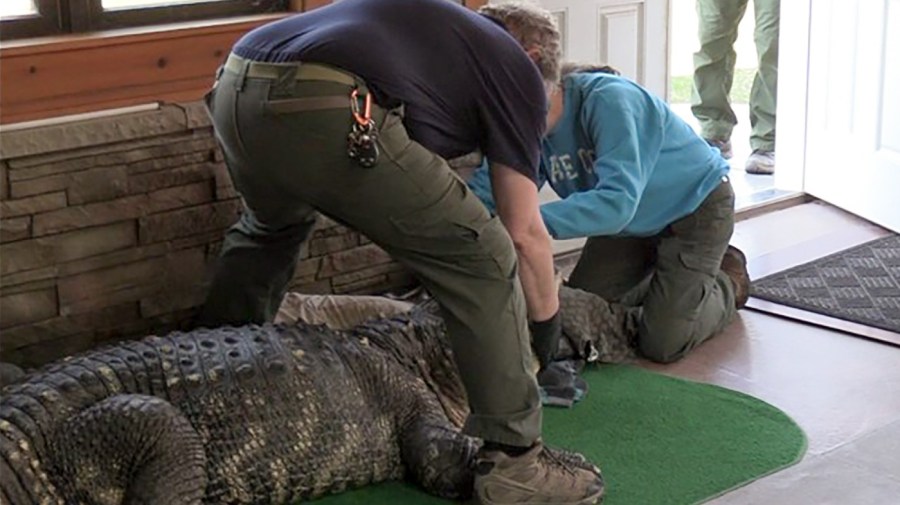 In this photo provided by the New York Department of Environmental Conservation, DEC officers secure an 11-foot (3.4-meter) alligator for transport after it was seized from a home where it was being kept illegally in Hamburg, N.Y., on Wednesday, March 13, 2024. The home's owner had built an addition and installed an in-ground swimming pool for the 30-year-old alligator, which has blindness in both eyes and spinal complications, among other health issues. (New York DEC via AP)